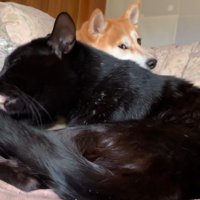 途中でチラ見