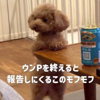 後ろ足で立ち上がる犬