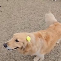 お父さんの元へ行くにこちゃん