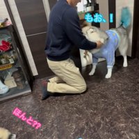 パパさん帰宅時のワンコたち6