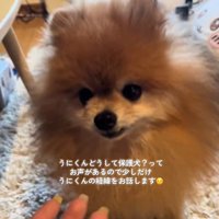 元繁殖犬のうにくん