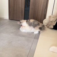 子犬の上に乗る子猫