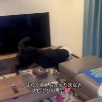 カーテンに駆け寄っていく犬