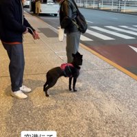 お顔を見上げる福ちゃん
