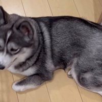 玄関を見ながらじっとしている犬