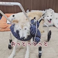 おばあちゃんワンコを車椅子に乗せたら3