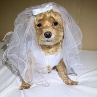 ドレスと表情のギャップがすごい！