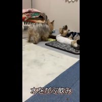 水が入った皿に顔を入れるメスの老犬