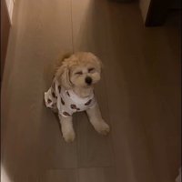 飼い主さんのお見送りをするワンコ