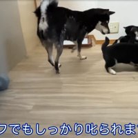 説教される子犬たち