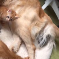 子猫のお世話をするのは…