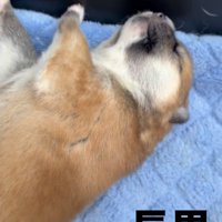 手足を広げて眠る子犬
