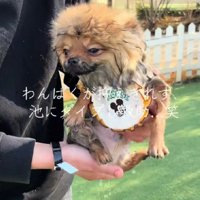池に落ちちゃった！！