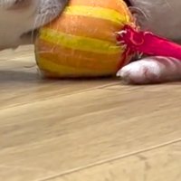 チワワのアップ