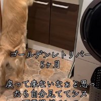 いなくなった子犬