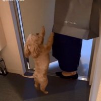 立ち上がるニコちゃん