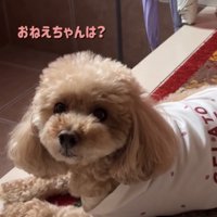 顔を上げて見つめる犬