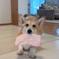 見せる