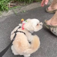 男性の近くに歩み寄る犬