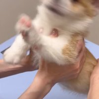 暴れる子犬2