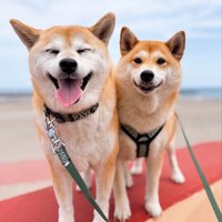 ニコニコ