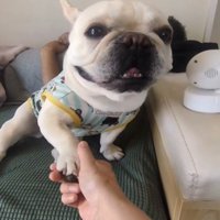 前足を重ねる犬