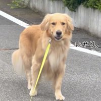 ニヤリと笑う犬