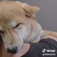 人の肩に顔をうずめる犬