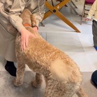 しっぽを振っておばあちゃんに近づく犬