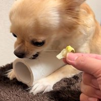 トイレットペーパーを守るジョルノちゃん