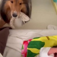 別のおもちゃを咥えて持ってくる犬