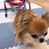 リードの先にいたのは…