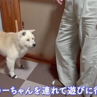 赤ちゃんが遊びに来た