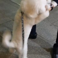 パパさんのお迎えに来たふう太くん5