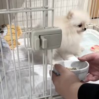 振り向くすいちゃん