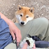 おにぎりを食べる飼い主の足にアゴを乗せる犬