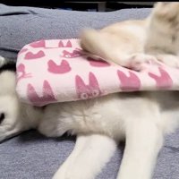 はっちゃんがおなら！！