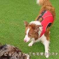 黒い犬と追いかけっこをするお姉ちゃん犬