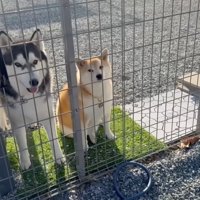 フェンスの向こうから駐車場を覗く2頭の犬