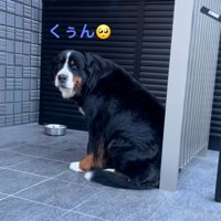 泣いてしまうララちゃん