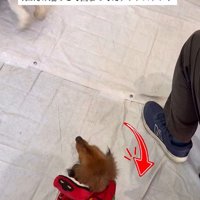 ラホちゃんとの出会いと現在2