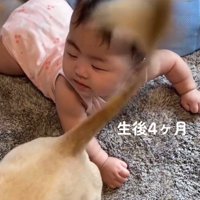 しっぽを顔に当てられて目を閉じる赤ちゃん