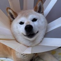 普段