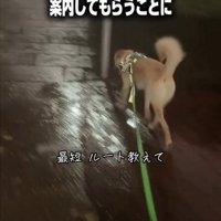 犬の後ろ姿2