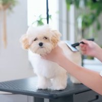 ブラッシングされるぽぬちゃん