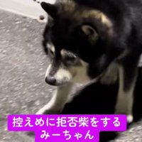現役の「拒否柴」