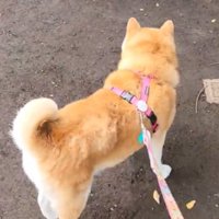集い