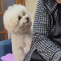 人の背中を見つめる犬