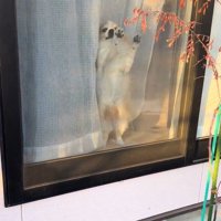 ひめちゃんのお出迎え3