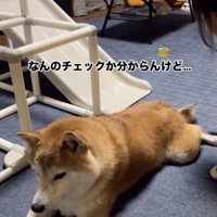 尻尾が気になる…